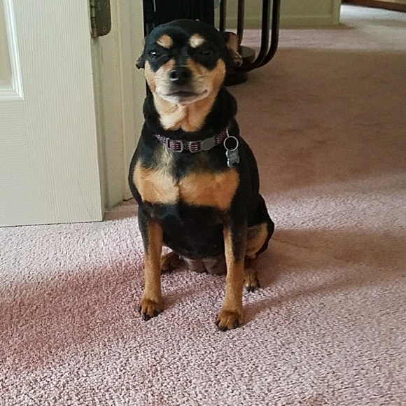 BCBG Brown faux gator print - Picture 3 of 7